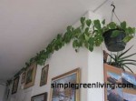 climbing philodendron with heart shaped leaves