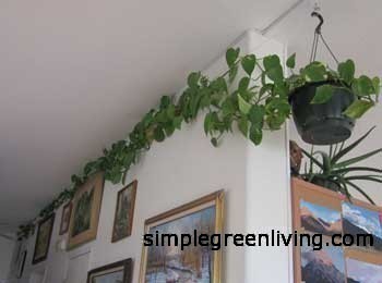 Our Philodendrons House Plants Going Wild Simple Green Living Tips Tales Reviews Recipes