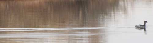 duck swimming in Sumner Lake, NM