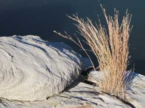 rocks and dry grass by the shores of Sumner Lake