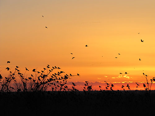 birds at sunset