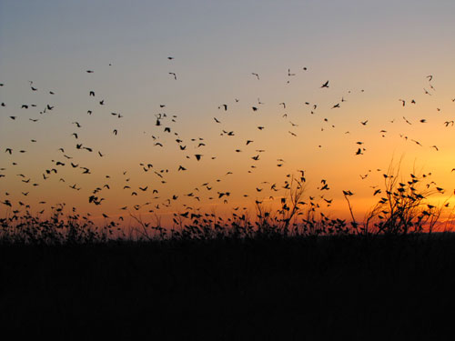 Sunset Birds at Lea Lake, 2