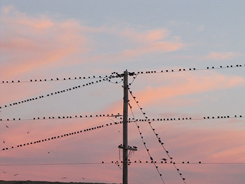 Sunset Birds at Lea Lake, 3