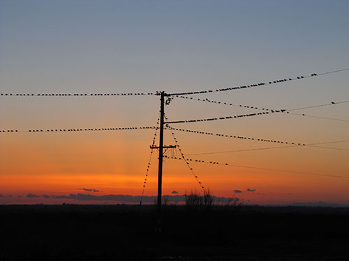 Sunset Birds at Lea Lake, 4