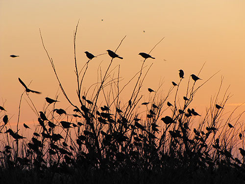 Sunset Birds at Lea Lake, 6