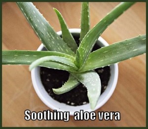 aloe vera plant