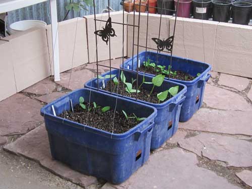 Six Container Gardening Ideas for Vegetables - Simple Green Living