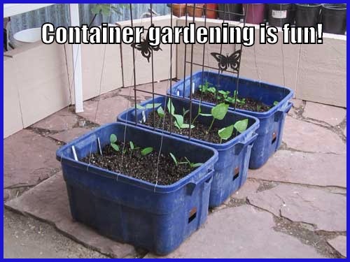 Six Container Gardening Ideas for Vegetables - Simple Green Living