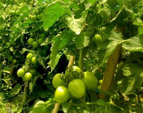 green tomatoes in a garden