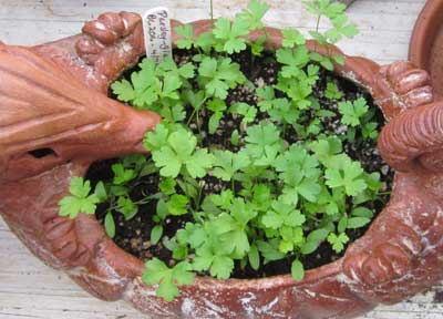 parsley growing in a container