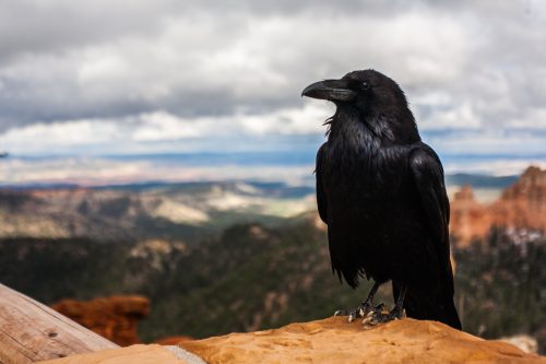 closeup of a raven