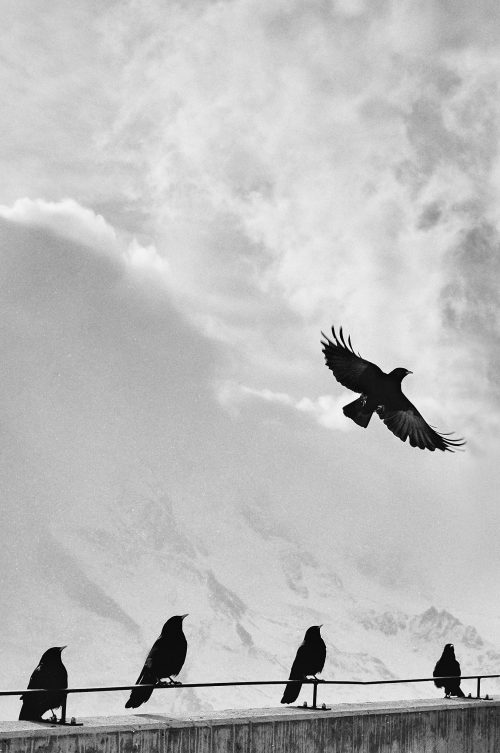 a raven flies while others watch