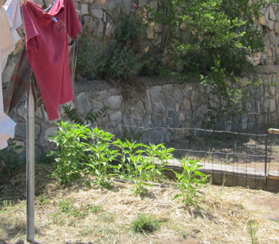 jerusalem artichokes between clothesline and driveway