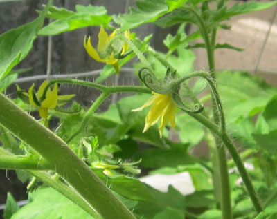 Tomato Flower Male And Female Parts / Tomato Flower Anatomy3 | World ...