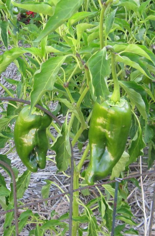 augustgarden-poblanopeppers