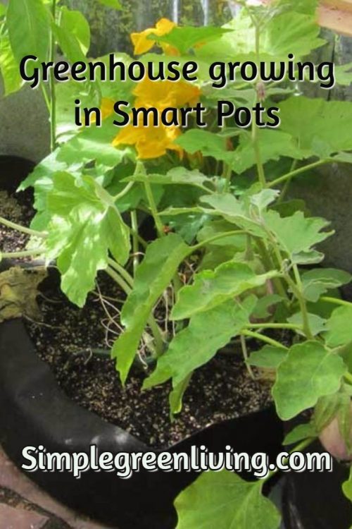 stencil.pinterest-post-greenhouse-smartpots