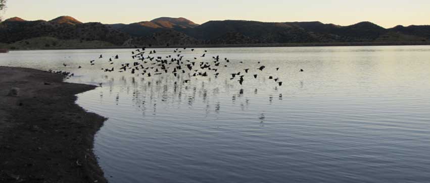 birds-lake